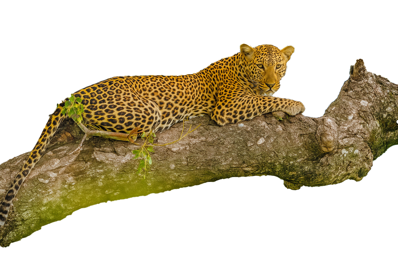 Wildlife safari in Sri Lanka